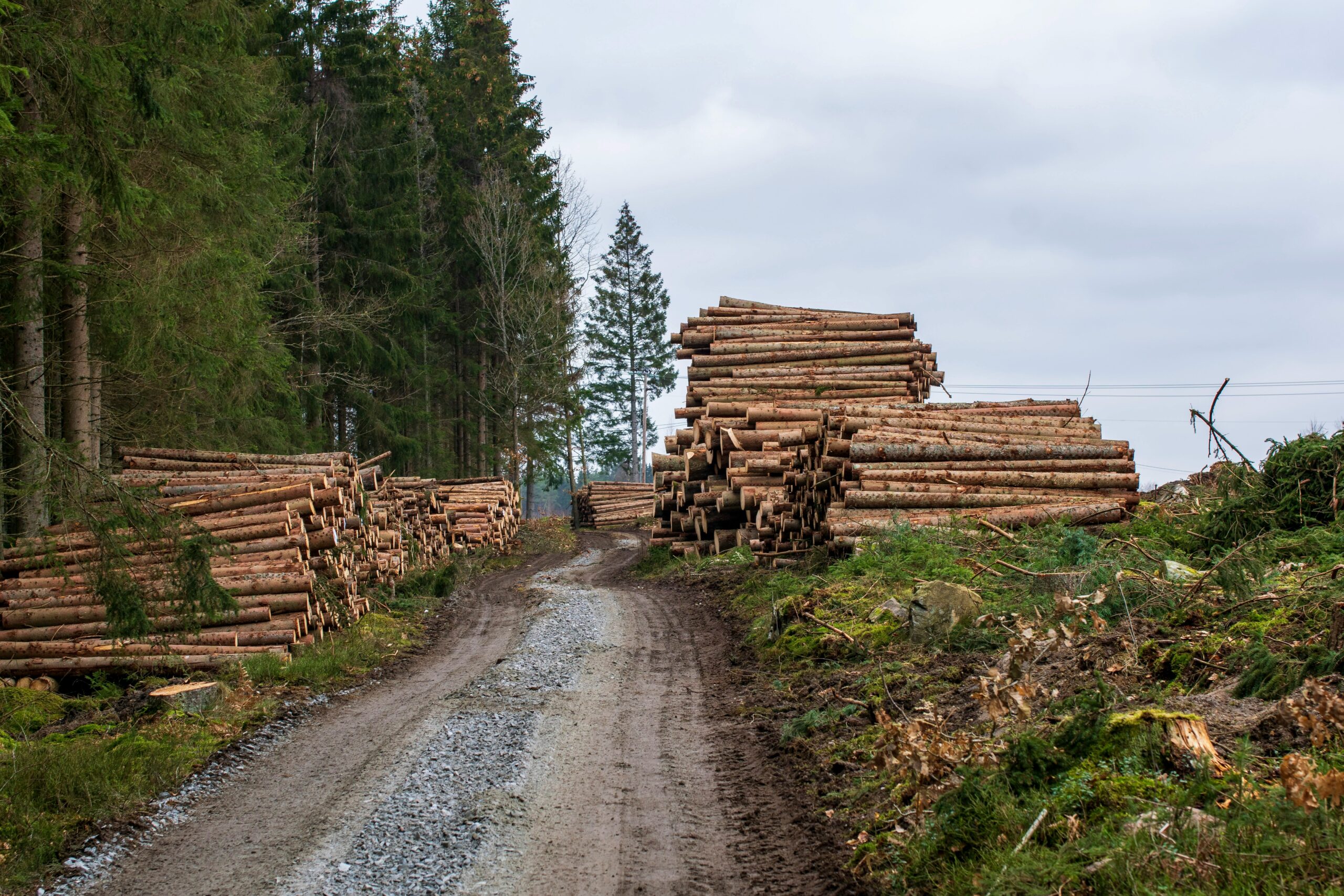 Puupinot metsäautotien varressa hakkuun jälkeen